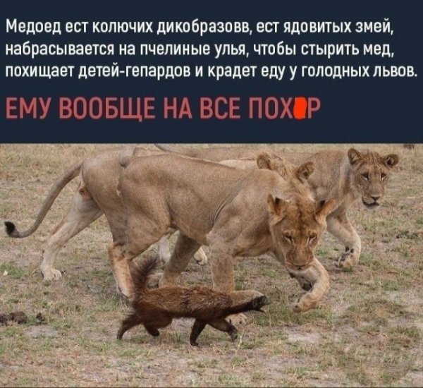 smeshnye-foto-prikoly-s-nadpisjami-5