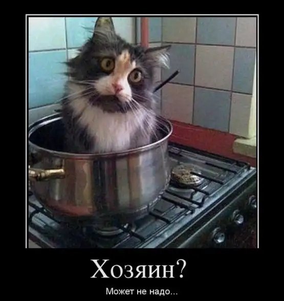 Суп с котом