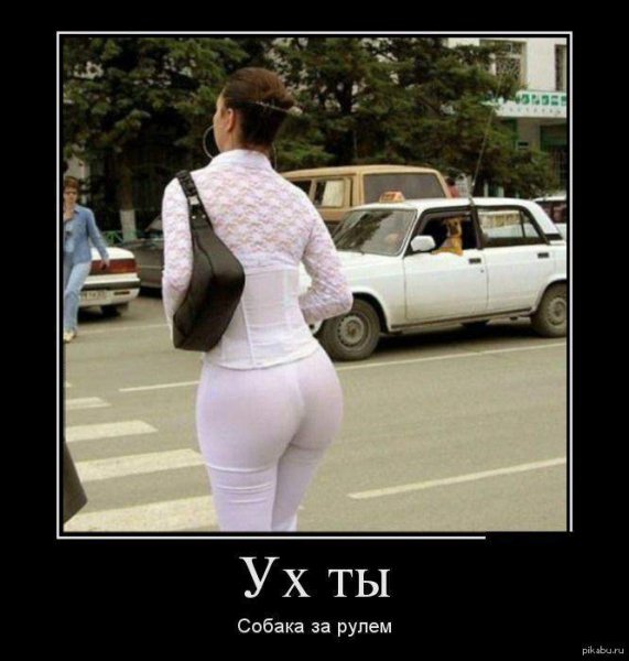 Собака за рулем