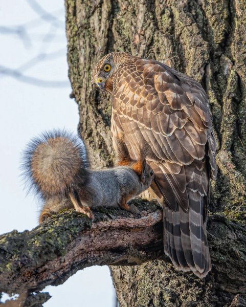 Обед приходит