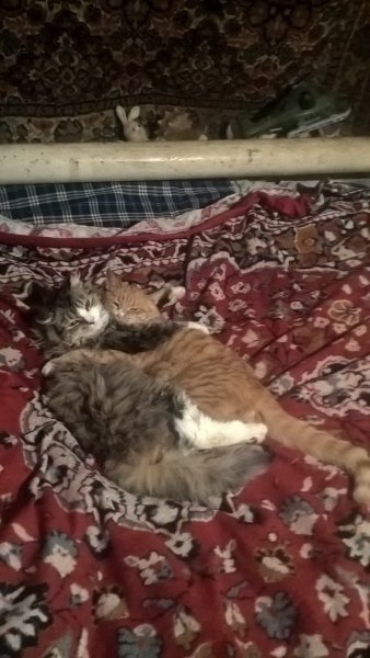 Братья и Друзья навеки