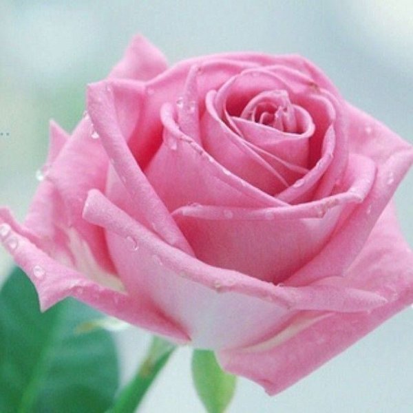 image (60)