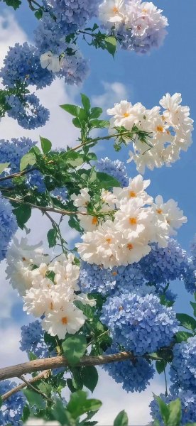 Обои на телефон