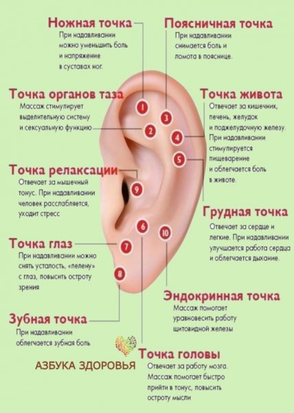 Ухо