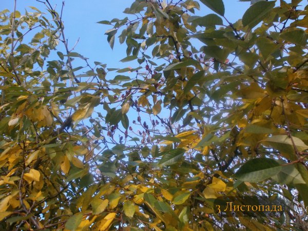 3 Листопада
