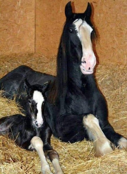 Мамина ксерокопия