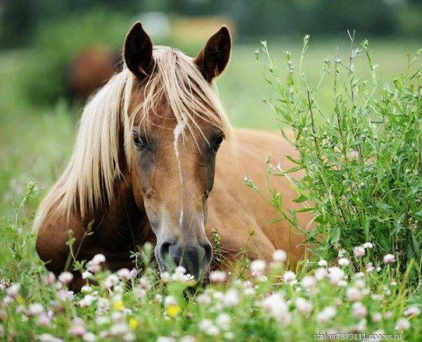 лошади 093301