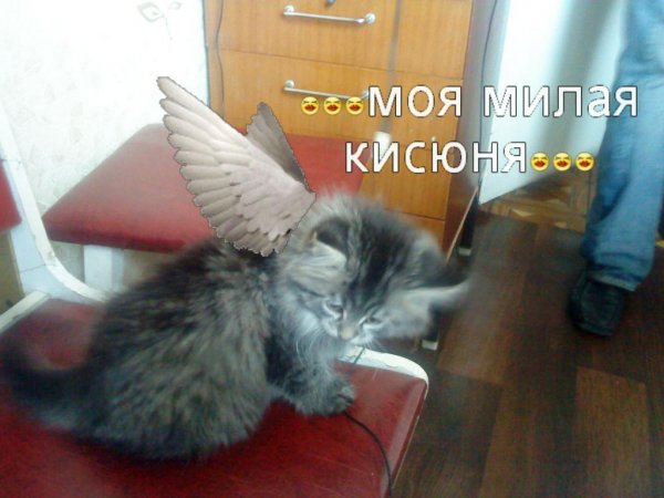 Муррр