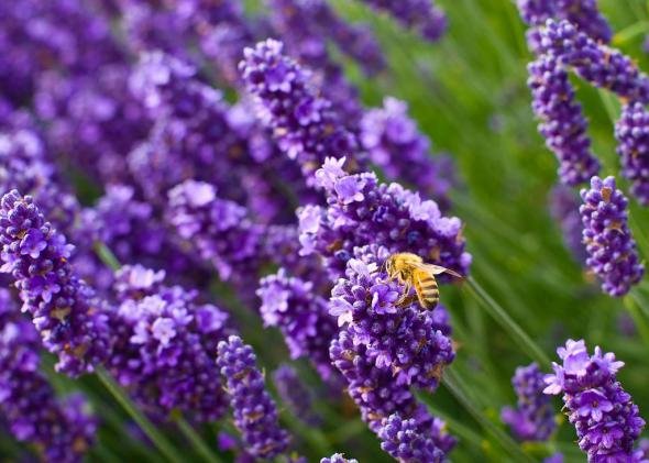 06b22c4f1ba4fcefe2da296899b prev