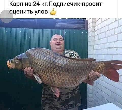 Карп гигант