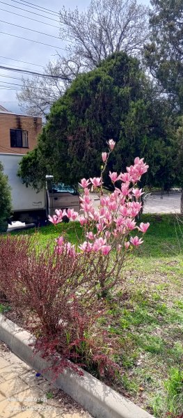 Анапа. Зацвела магнолия