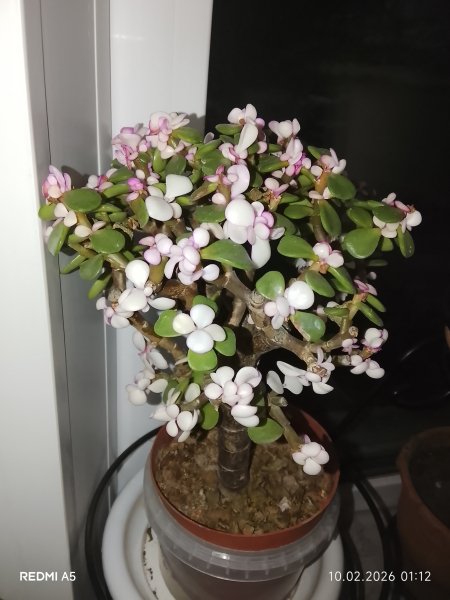 Портулакария