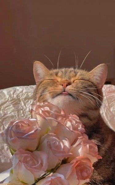 A178bac3ed4bf7e76ad17fada36f7a68