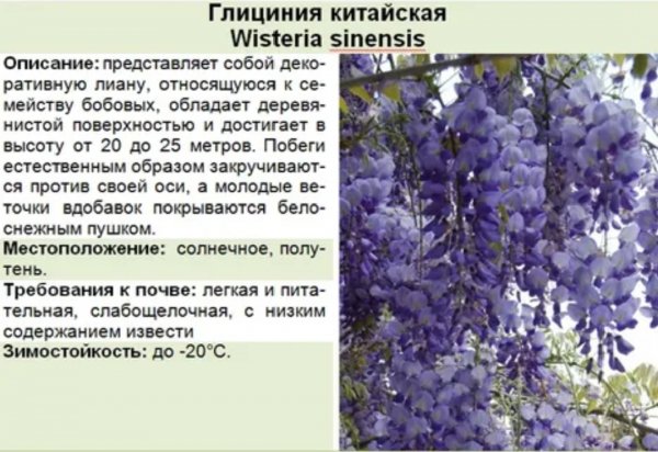 Глициния китайская
