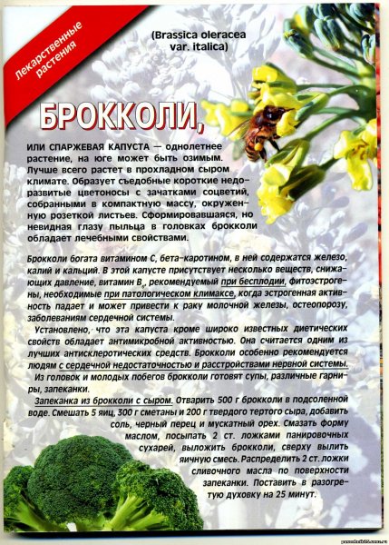 Брокколи