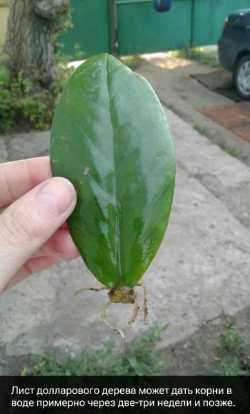 Лист замиокалькуса