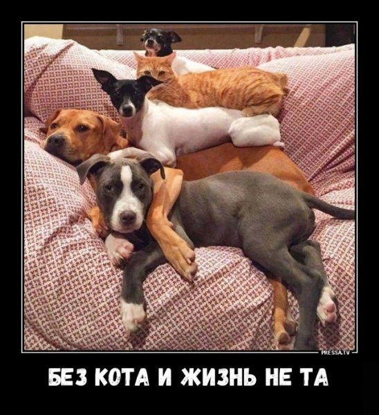 Без кота