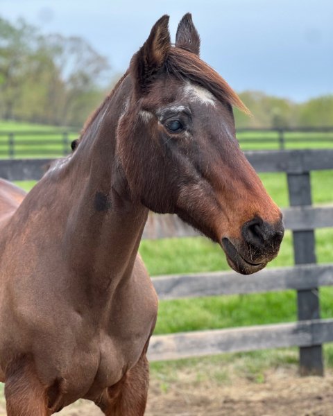 MEDIA # OF HORSE