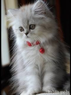 kaban.mobi 000261 240x266