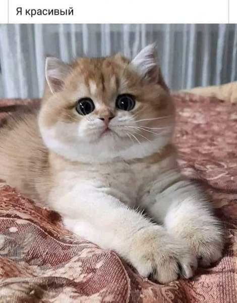 21-12-15-208105546 498106034806302 6310488697403874991 n