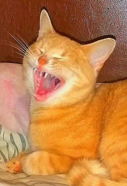 JA prosnulas...pora zhrat-vps404.strip2.co