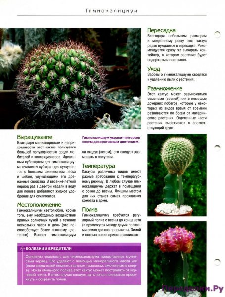 Гимнокалициум