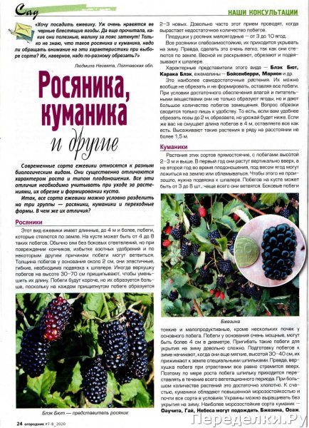 Мой палисадник