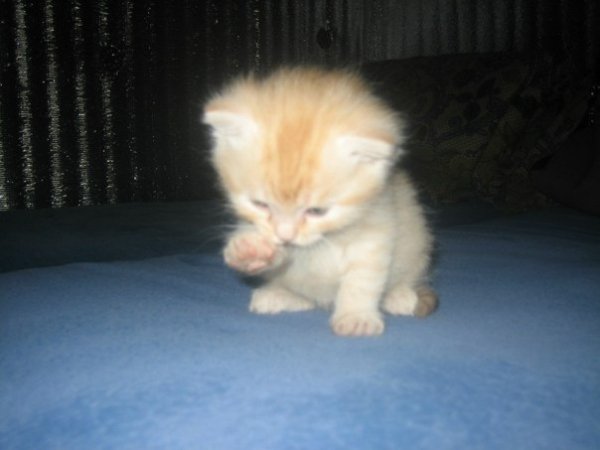 Пропаганда нацизма