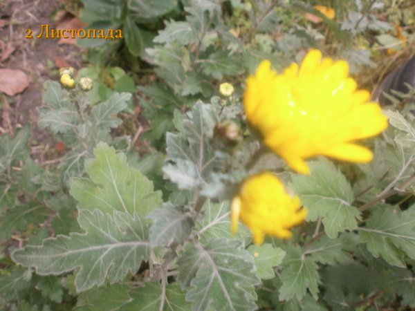 2 Листопада