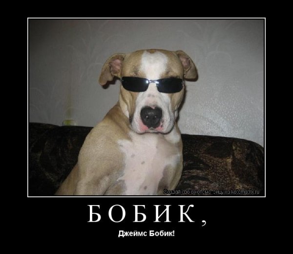 Джеймс Бобик!
