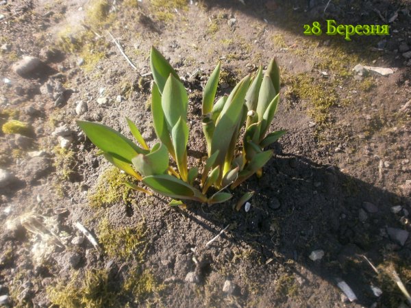 28 Березня