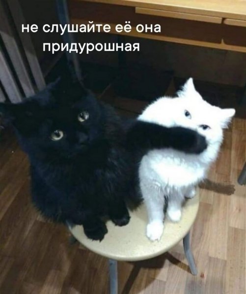 КотЭ)