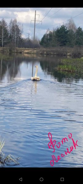 Фото Лесника