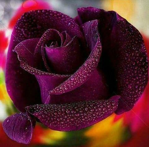 IMG 20170819 161811 0