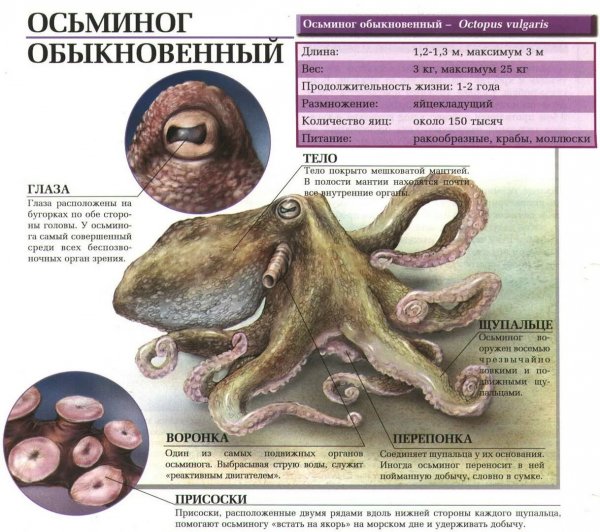 Осьминог обыкновенный