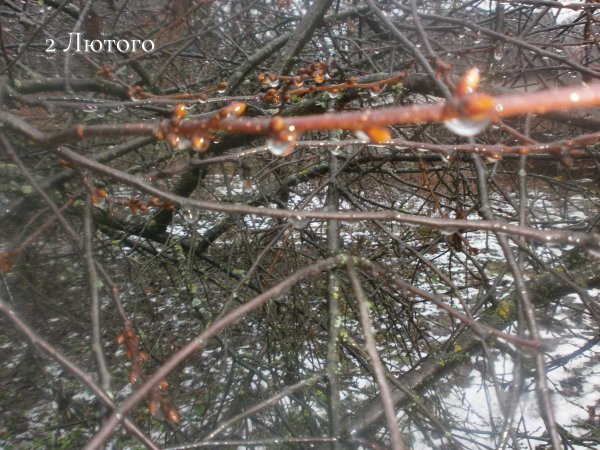 2 Лютого