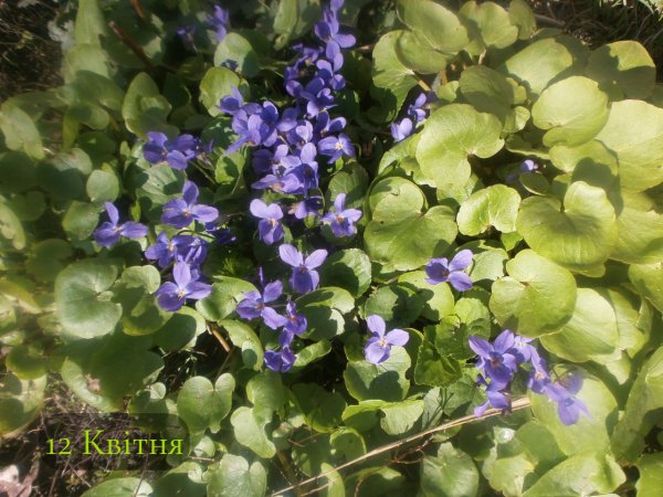 12 Квітня