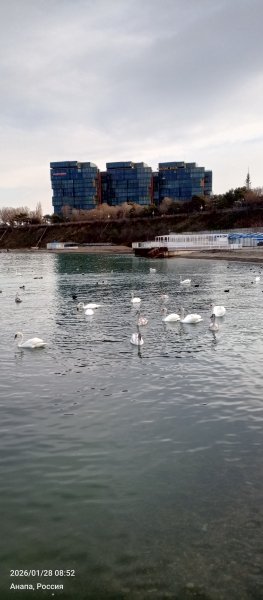 Анапа. Лебеди на галечном пляже