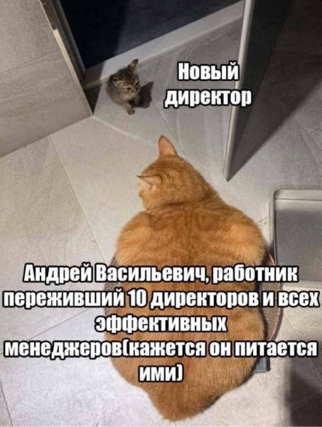 КотЭ)