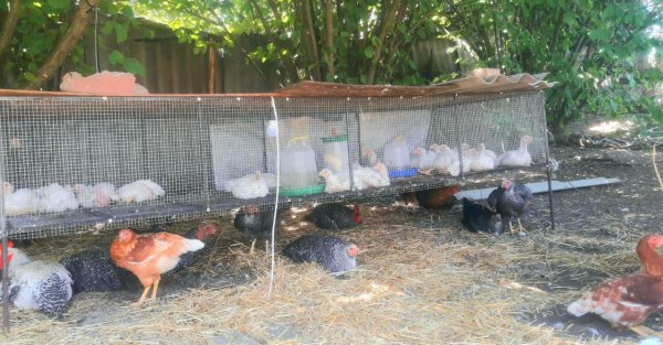 IMG 20240729 131526 393