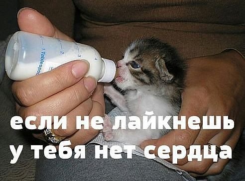 У тебя есть сердце