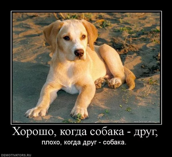 Друг собака