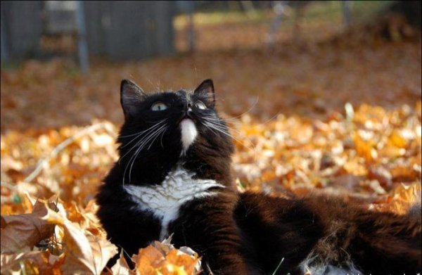 F5ed51f99e941386292787833494ad97