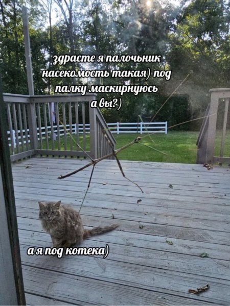 picture_412680539