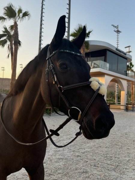 MEDIA # OF HORSE