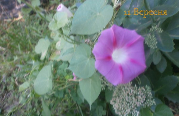 11 Вересня