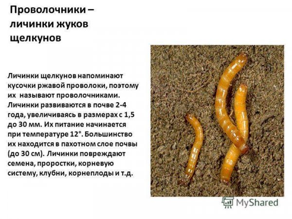 Проволочники