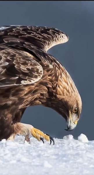 Животный Мир