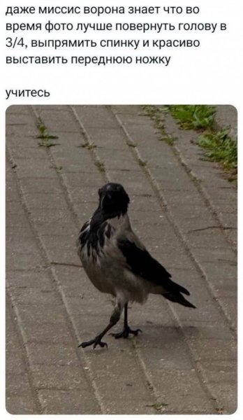 I-kommentariev-iz-socsetej-dlja-otlichnogo-nastroenija-12