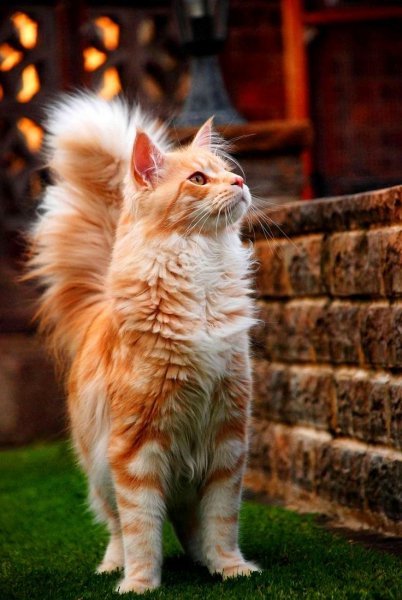 Коты мейн кун (фото) короли домашних кошек